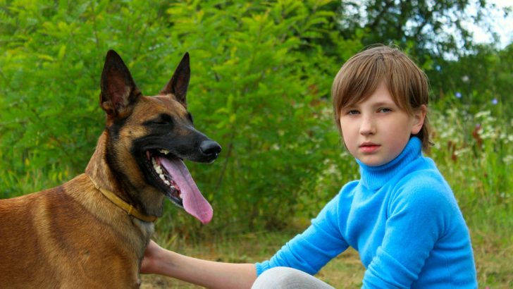Are Belgian Malinois Good With Kids Or Are They Too Demanding?