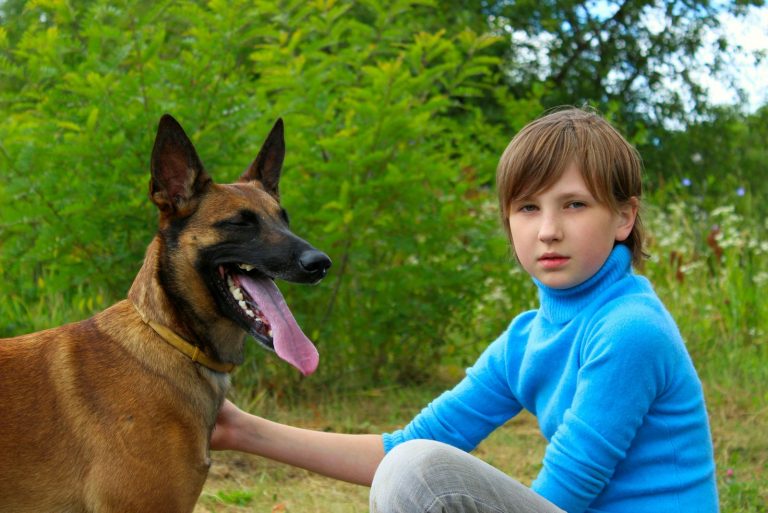 Belgian Malinois with a boy