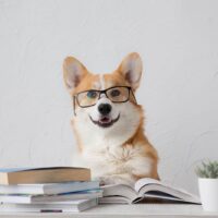 Smart funny corgi dog in glasses sitting with books