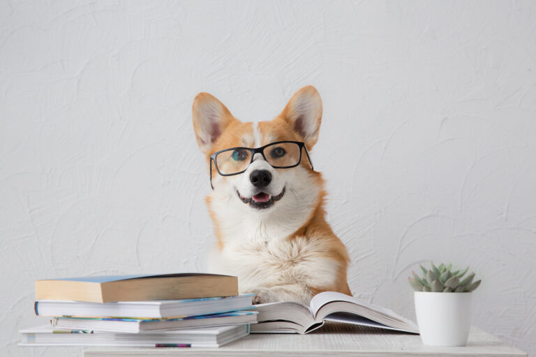 Smart funny corgi dog in glasses sitting with books