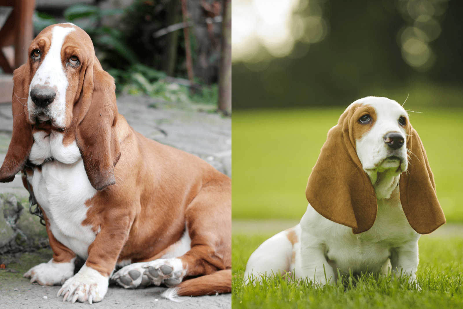 Basset Hounds and Miniature Basset Hounds