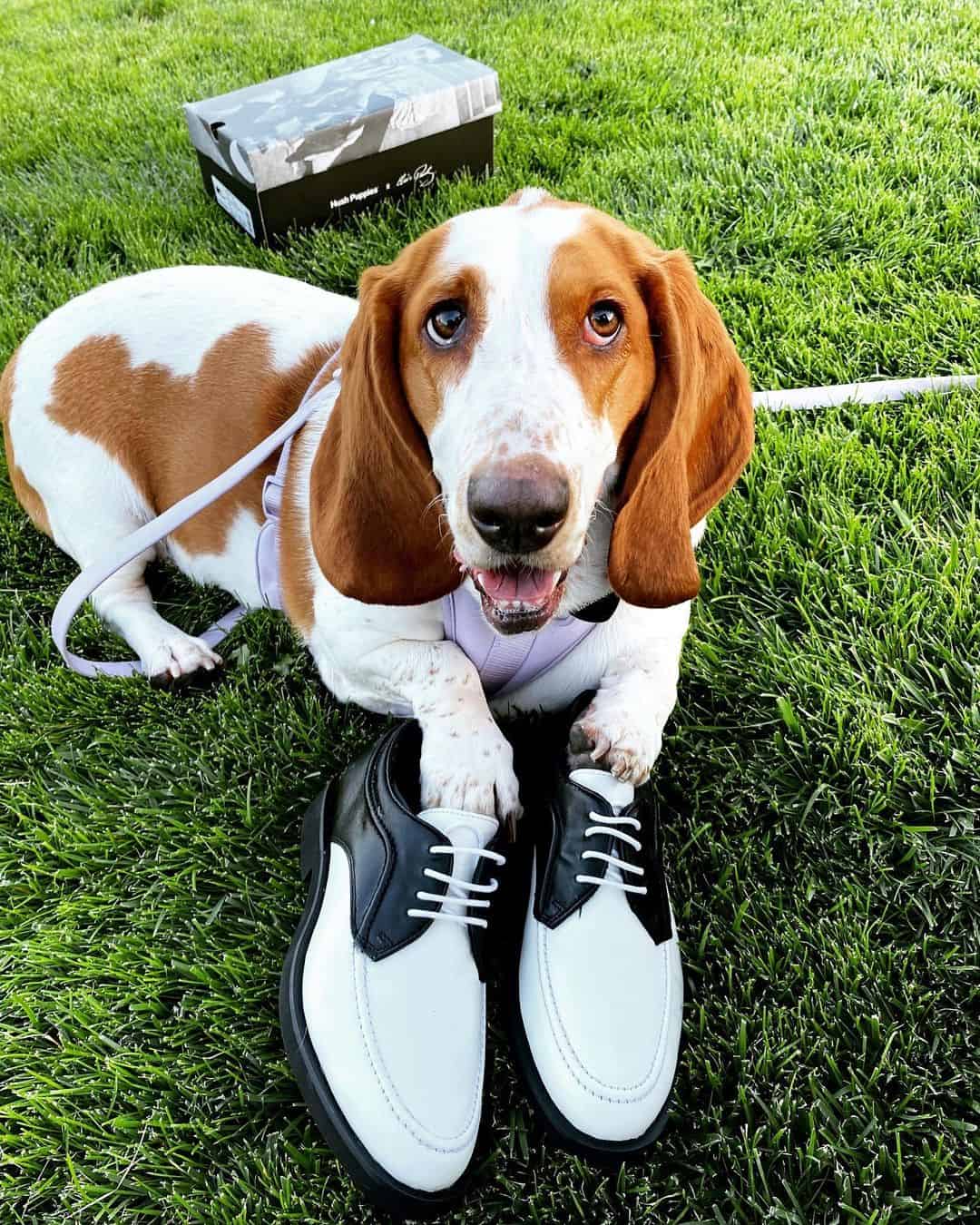 Basset Hounds lie on grass on shoes