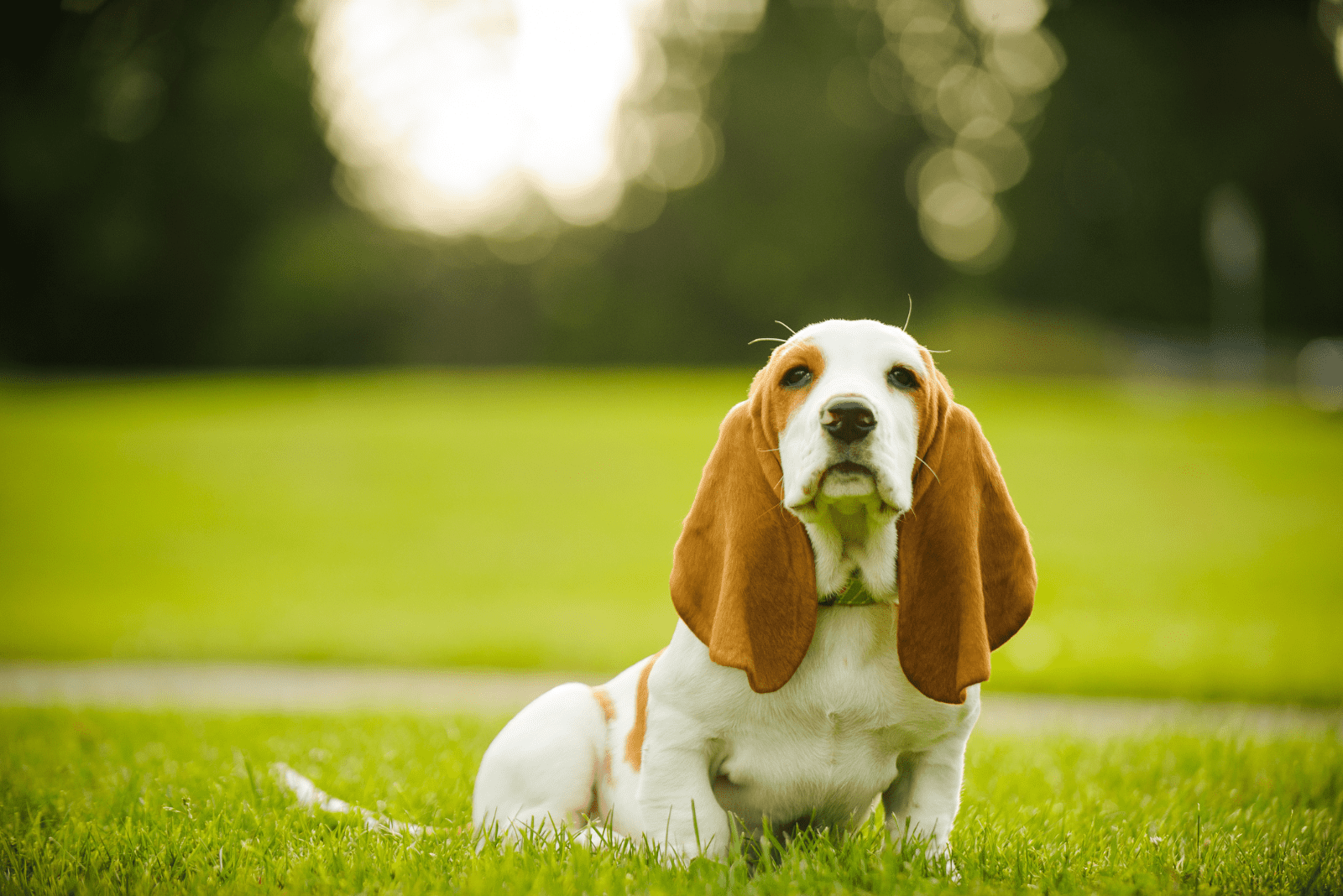 Basset Hounds sitting on the grass