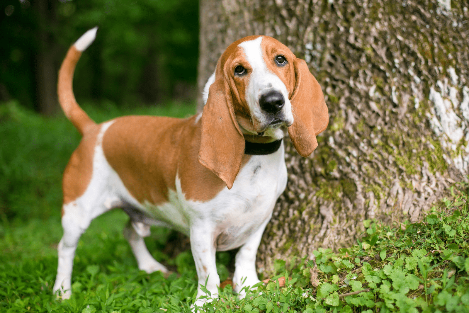 Basset Hounds standing on grass