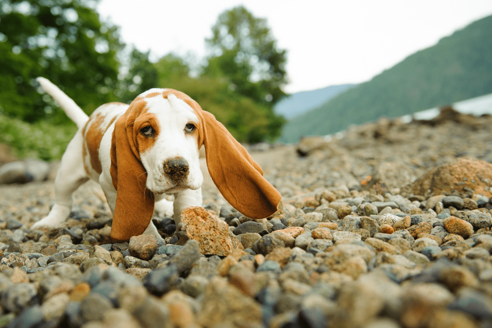 Basset Hounds walk on the beach