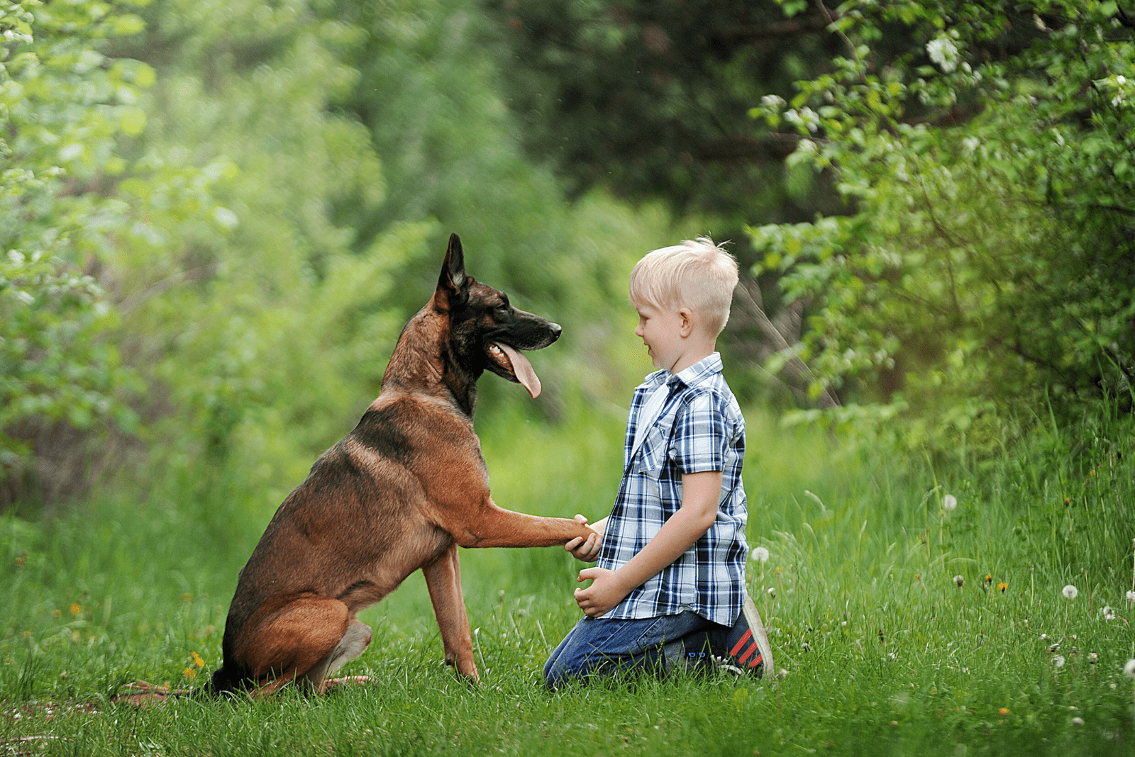 Belgian Malinois is playing with a child
