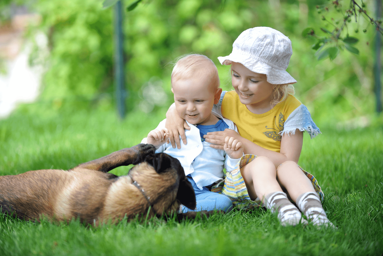 Belgian Malinois plays with children