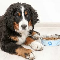 bernese mountain dog lying on floor near bowl with food at home