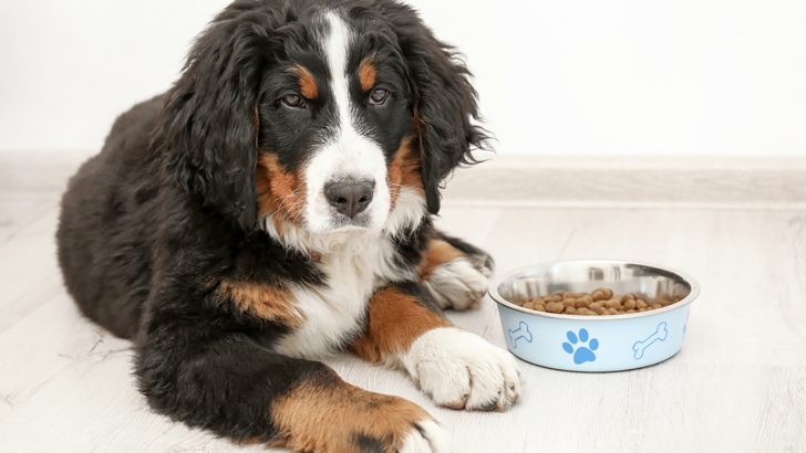 Bernese Mountain Dog Feeding Chart: Berner’s Healthy Diet