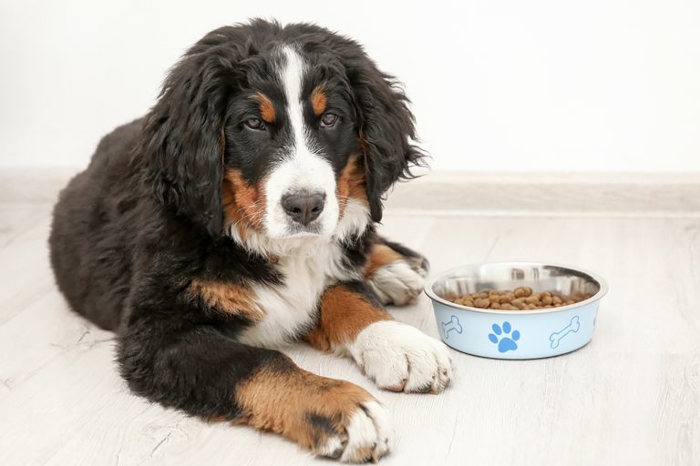 bernese mountain dog lying on floor near bowl with food at home