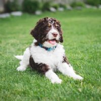adorable bernedoodle puppy laying on the grass