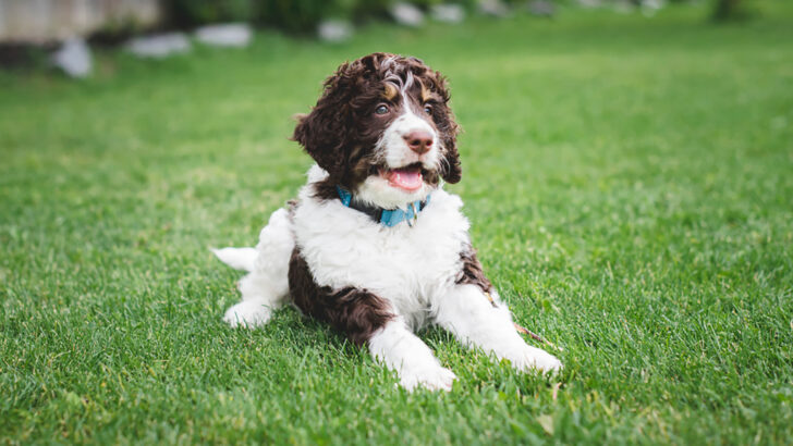 Best Bernedoodle Breeders In Ontario: 10 Awesome Choices