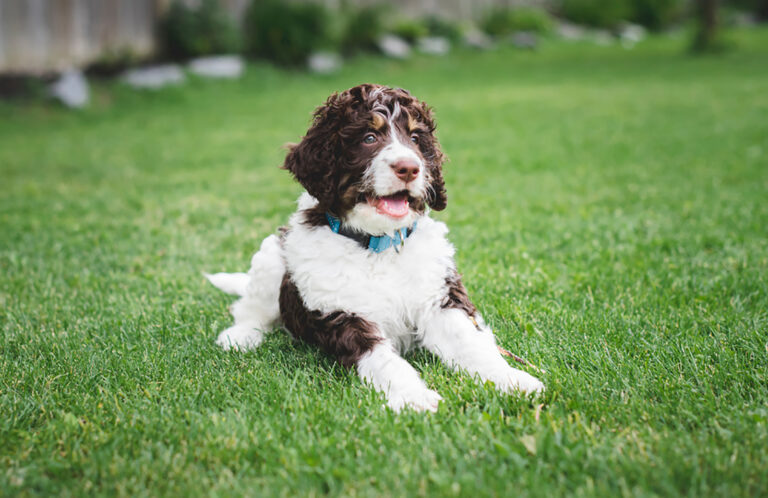 adorable bernedoodle puppy laying on the grass