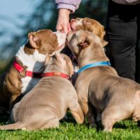 owner feeding puppies