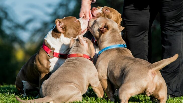 Best Dog Food For An American Bully: Yummy & Healthy Choices