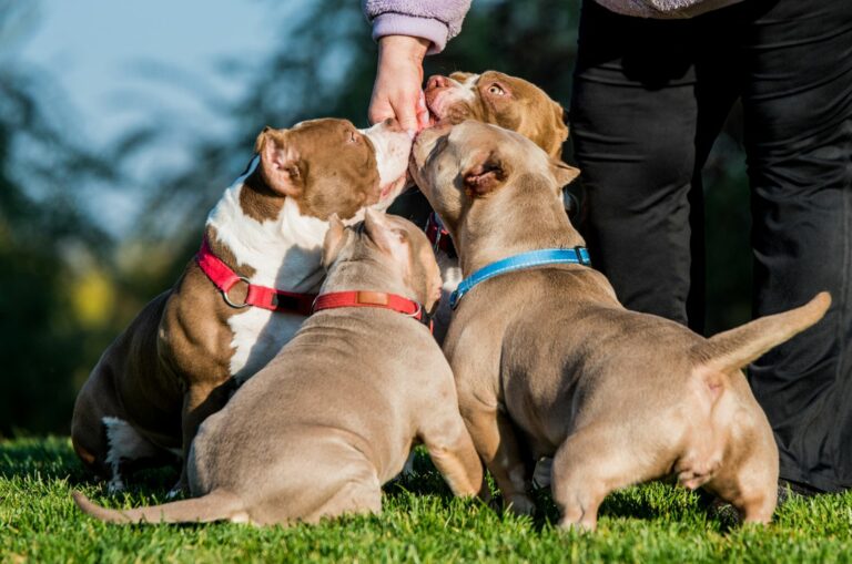 owner feeding puppies