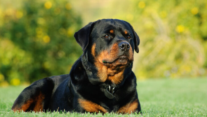 Best Dog Rescues In Michigan: How Many Are There?