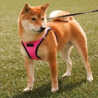 Beautiful Shiba Inu dog in a pink harness