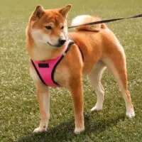 Beautiful Shiba Inu dog in a pink harness