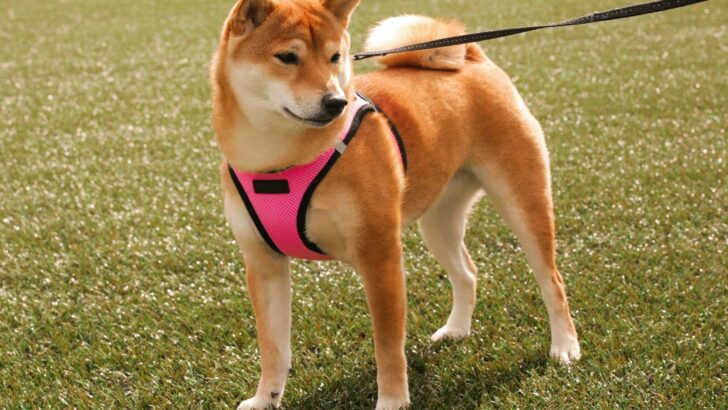 Best Harness For A Shiba Inu: Our Top 10 Products