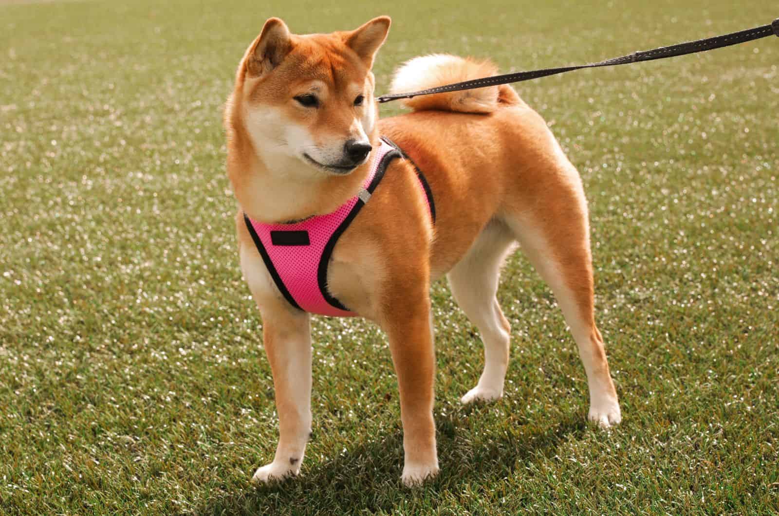 Best Harness For A Shiba Inu: Our Top 10 Products