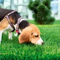 beagle smelling green grass