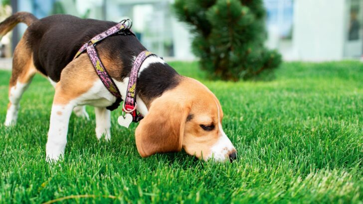 Best Harness For Beagle Dogs: Top 12 Products Reviewed