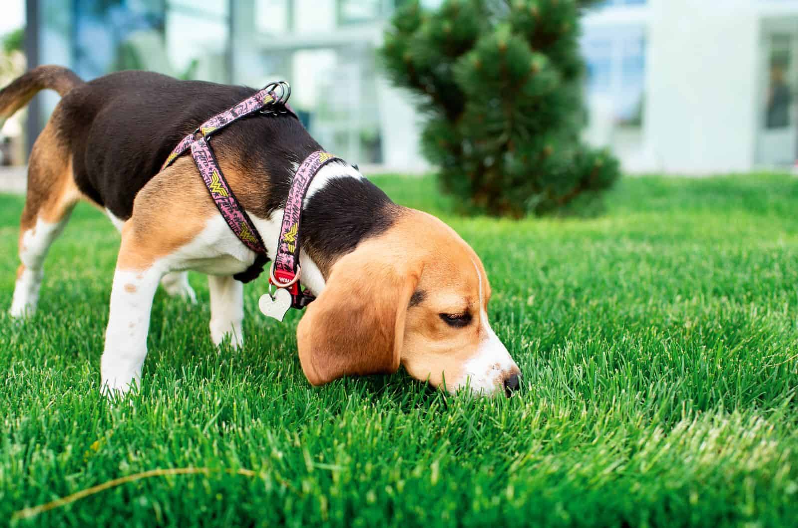beagle smelling green grass