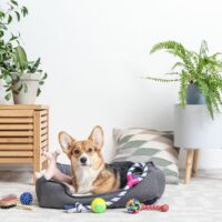 dog lying in bed with his toys