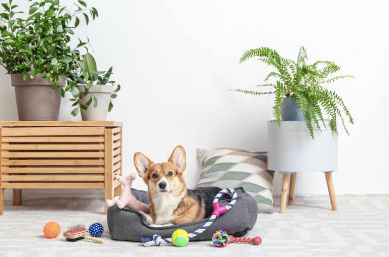 dog lying in bed with his toys