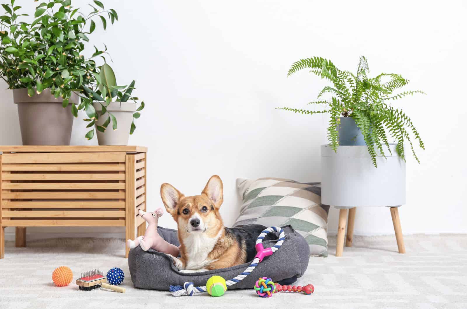 Best Interactive Dog Toys: 22 Ways To Keep Pups Entertained