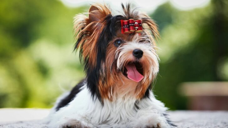 Biewer Terrier Haircuts: Top 4 Fashionable Hairstyles