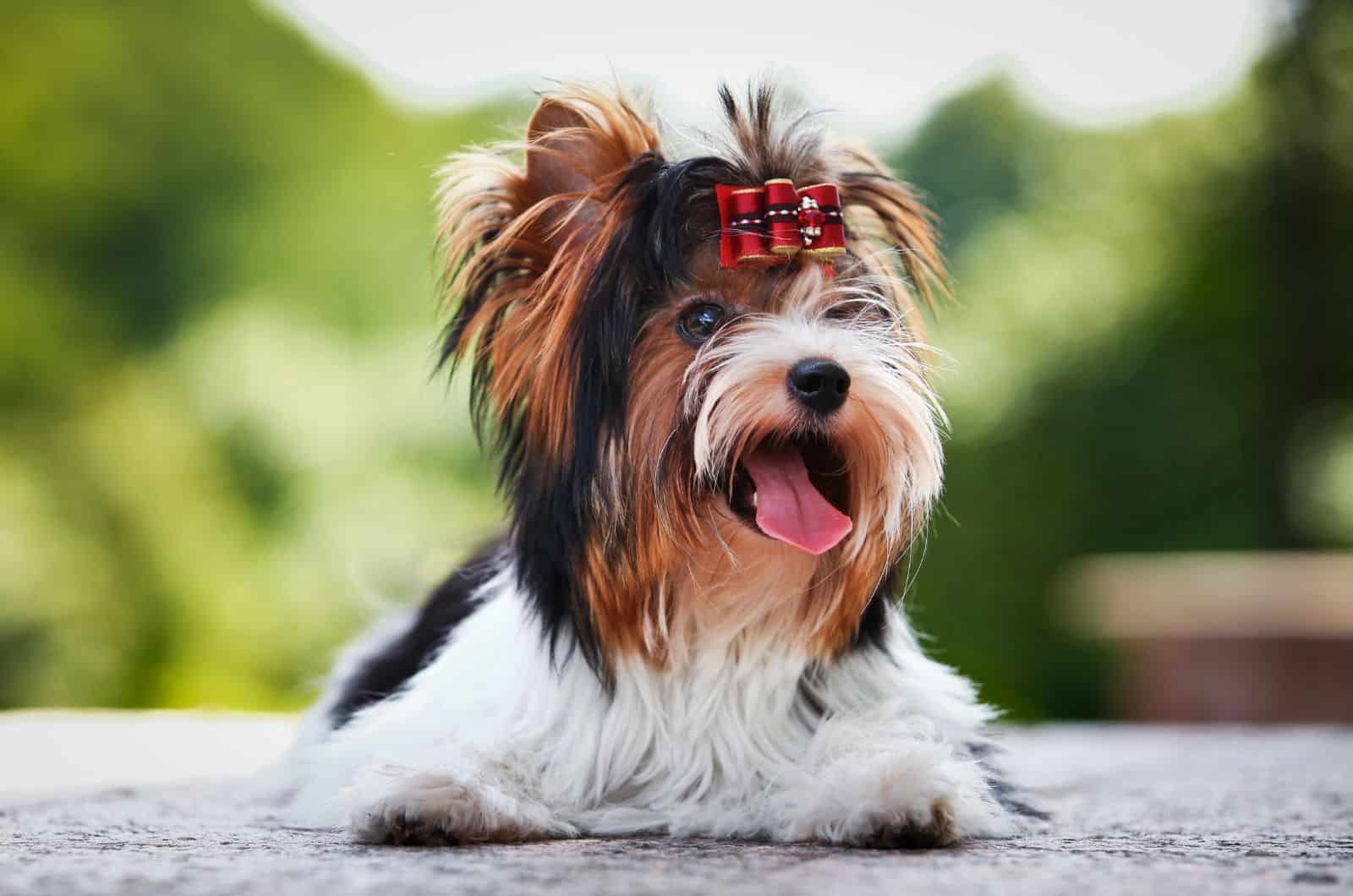 are biewer yorkies hypoallergenic