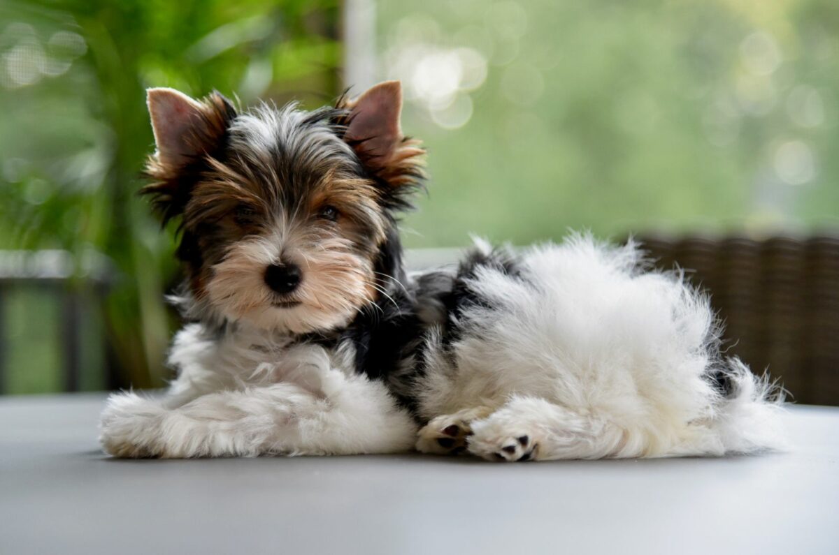 Biewer Terrier Haircuts Top 4 Fashionable Hairstyles