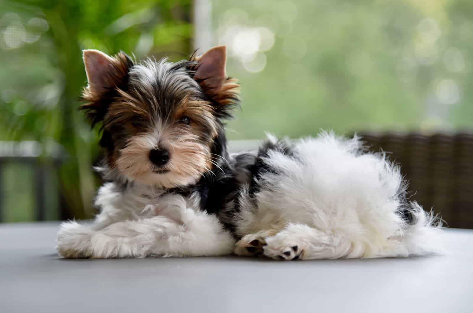  Biewer Yorkshire Terrier puppy laying on a grey table