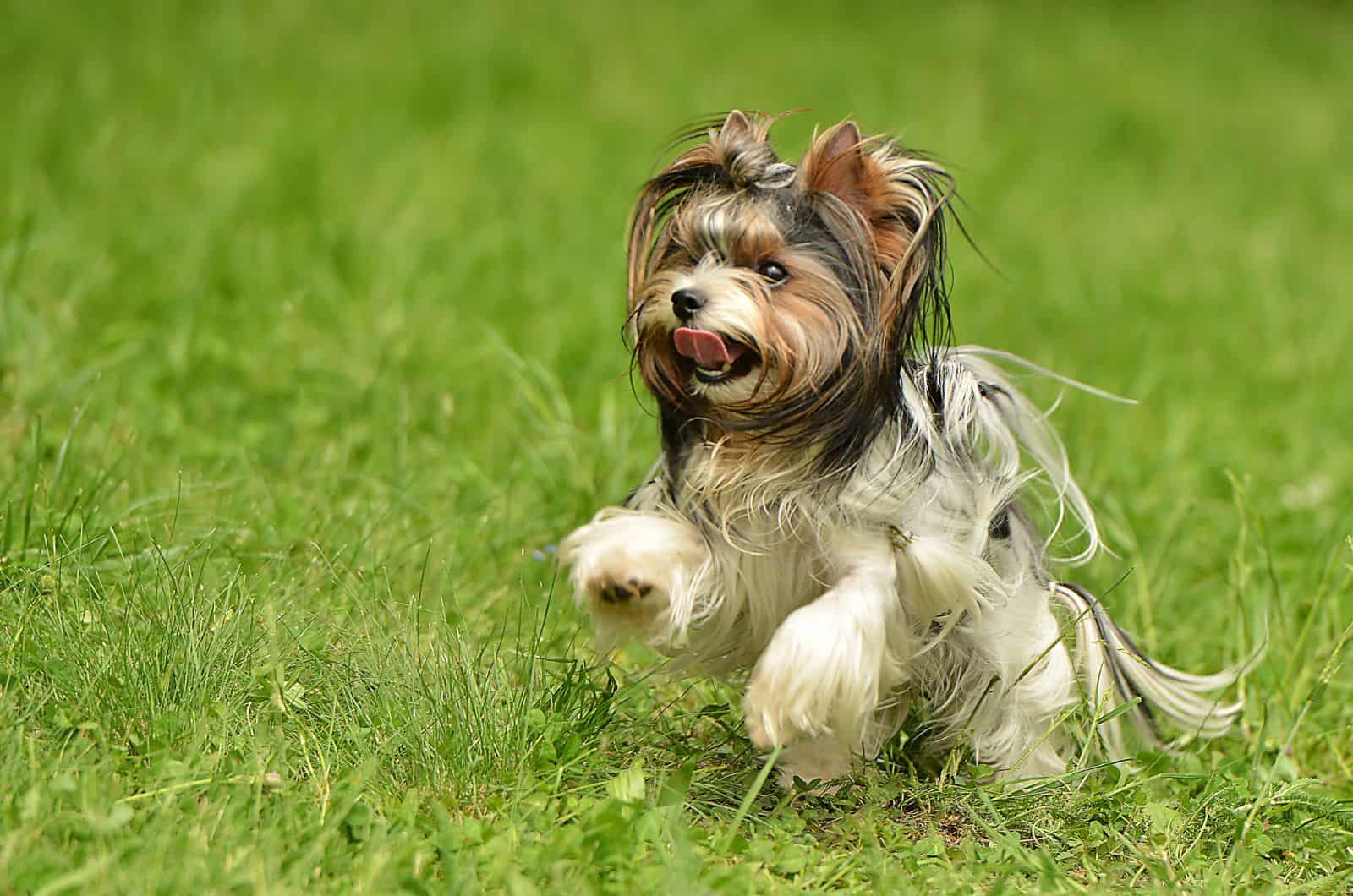 Biewer-Yorkshire terrier running in the grass
