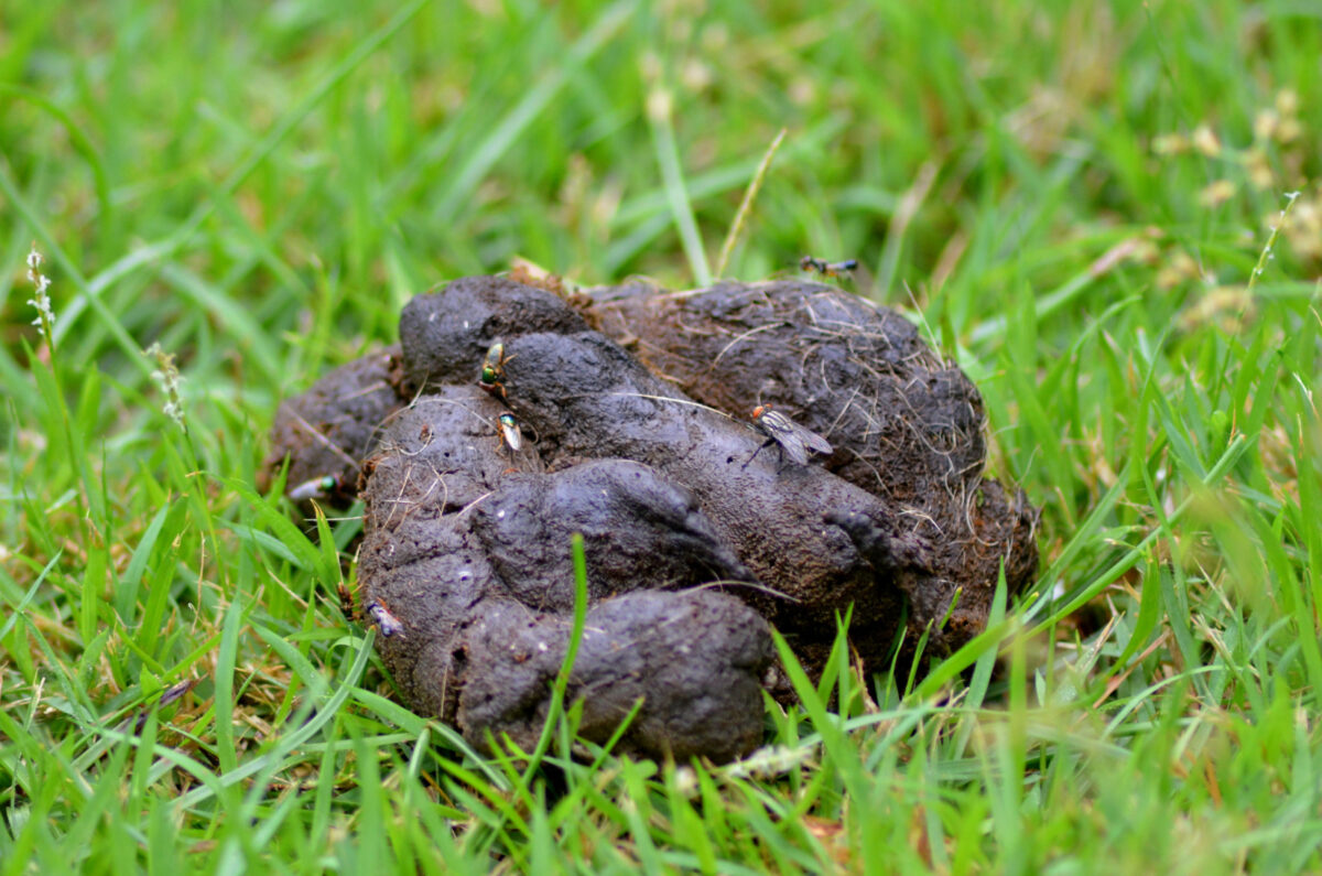 Dog Poop Color Chart Full Guide To Your Dog’s Stool