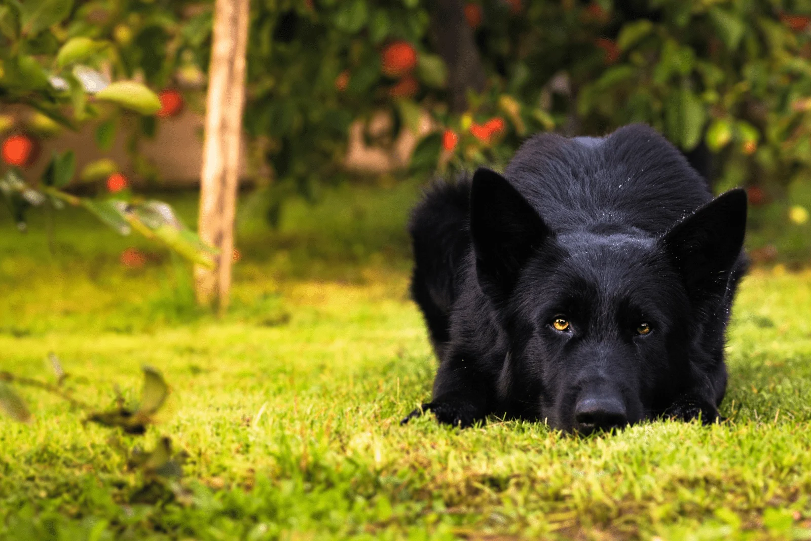 Black German Shepherd is lying and resting on the grass