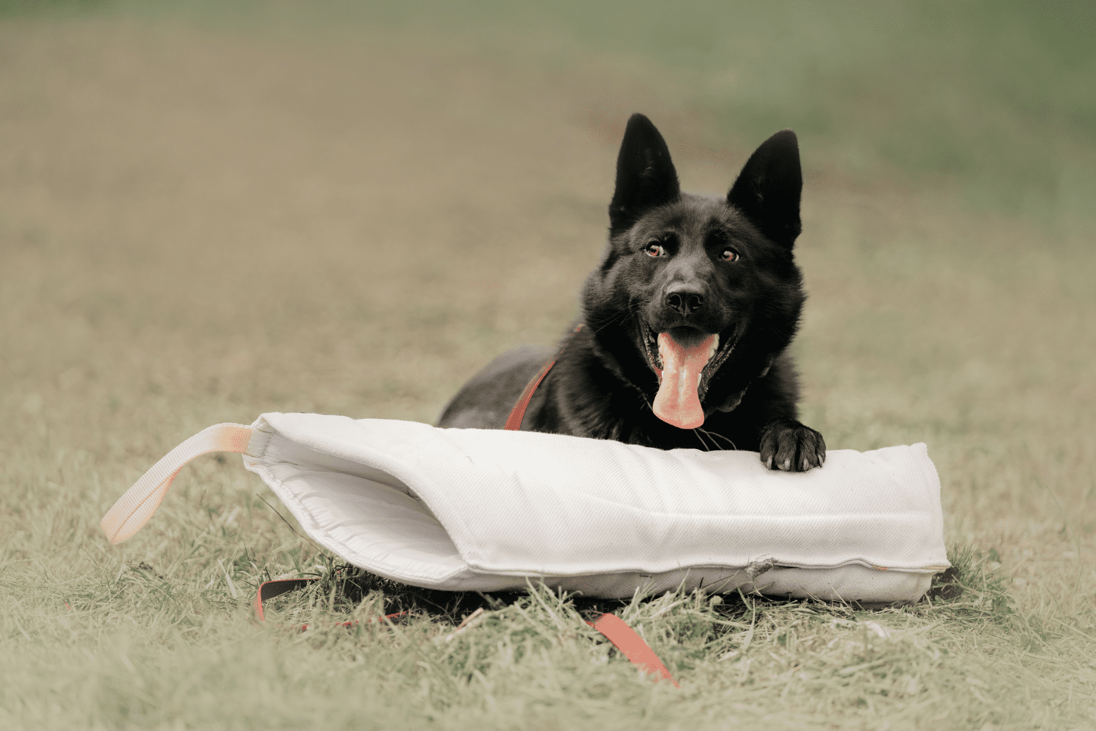 Black German Shepherd lying and playing on the grass