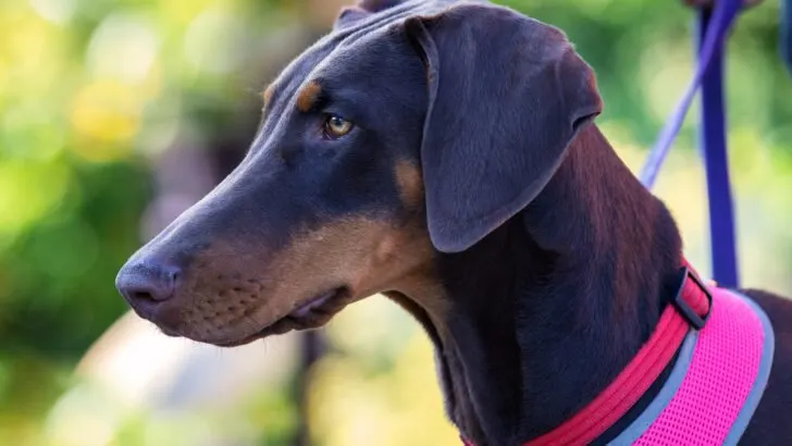 Blue Doberman Pinscher: Everything You Didn't Know, And More