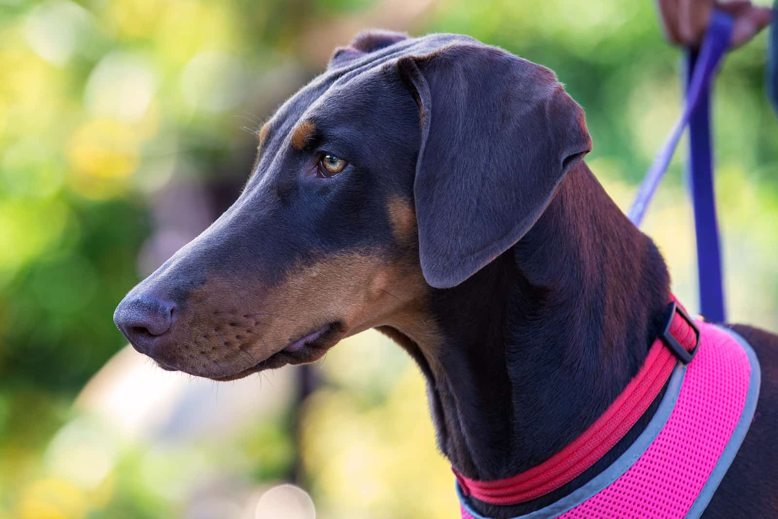 blue doberman