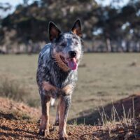 blue heeler dog standing in the field