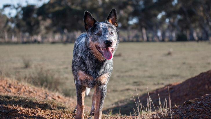 Blue Heeler Pitbull Mix: A Guide On This Mighty Crossbreed