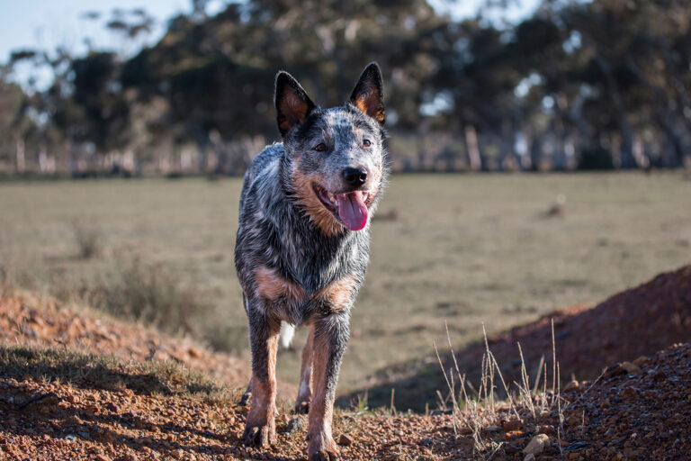 blue heeler dog standing in the field