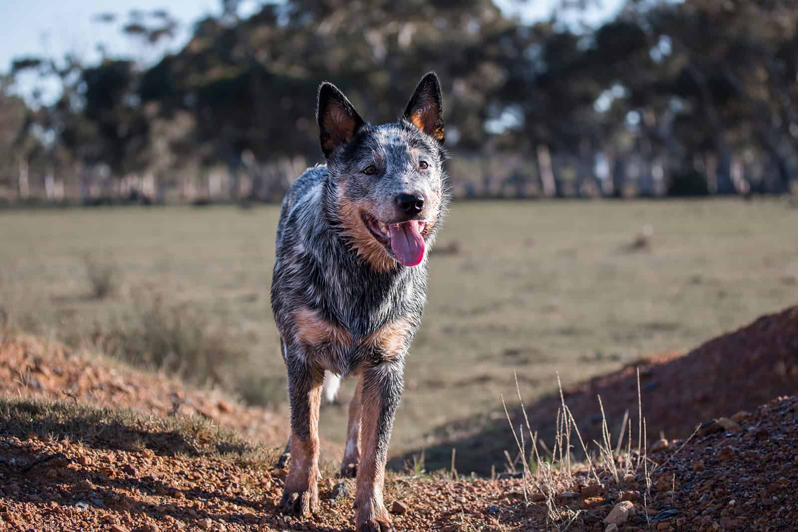 Blue Heeler Pitbull Mix: A Guide On This Mighty Crossbreed