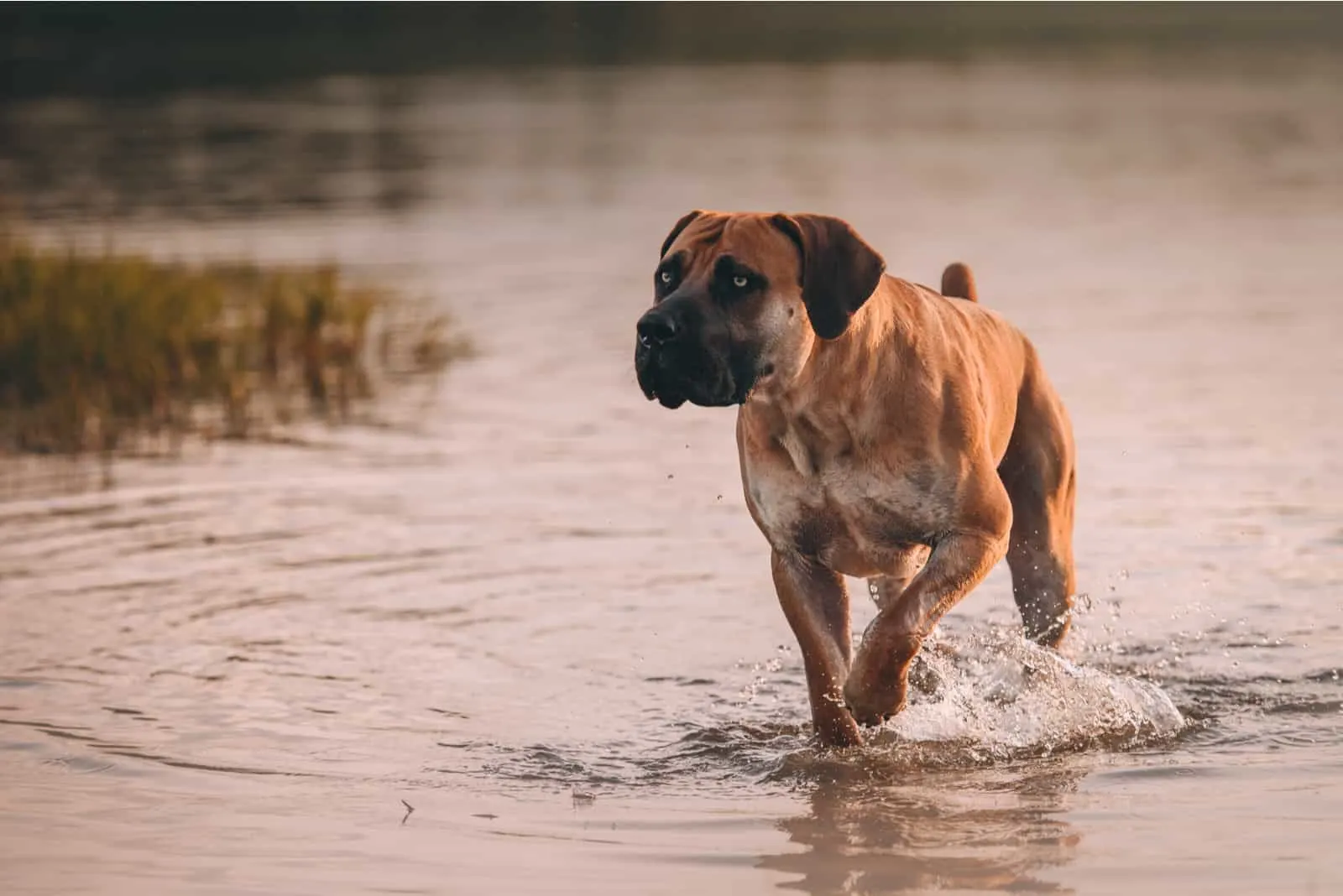 Boerboel dog walking in the water
