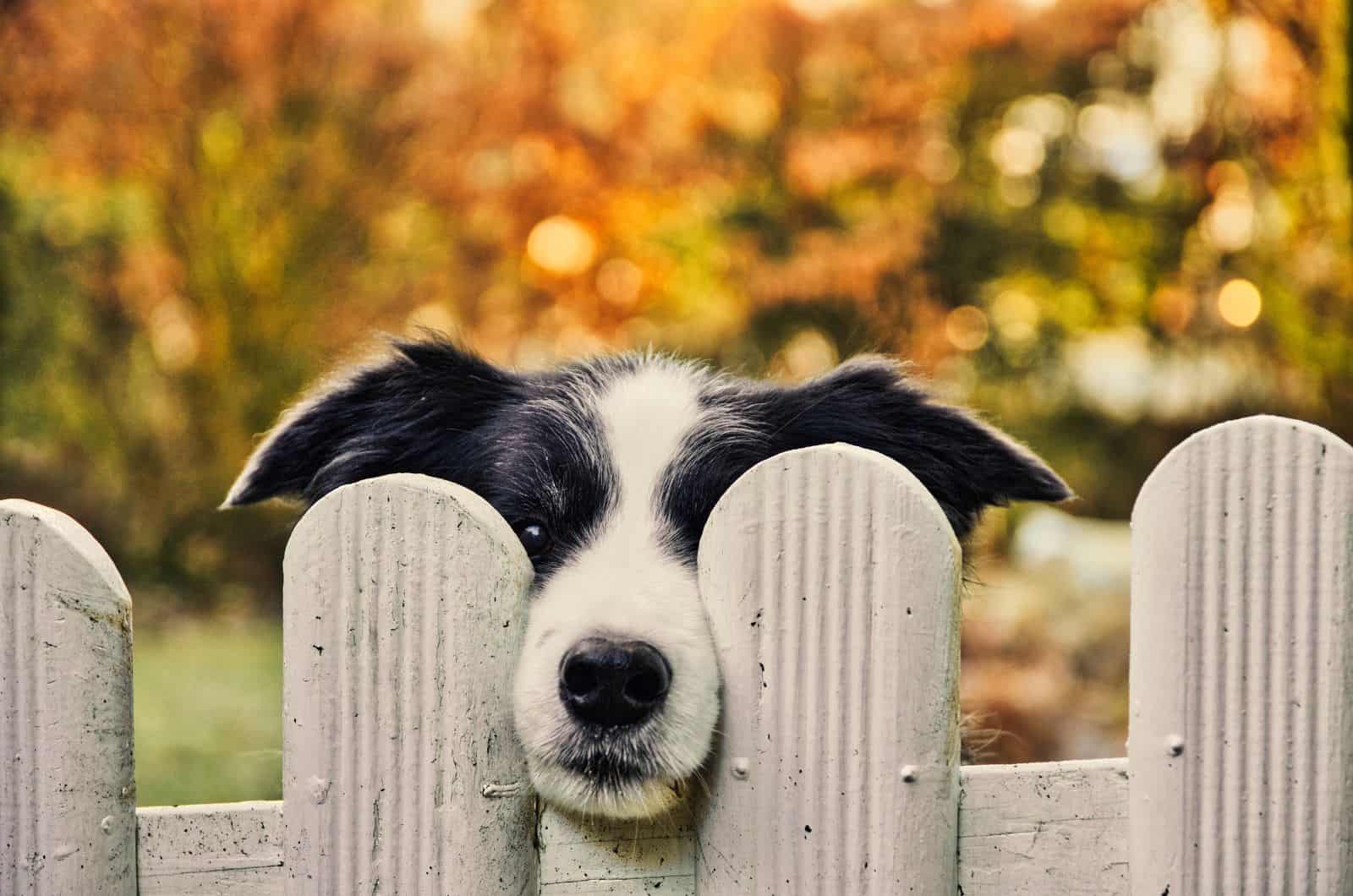 Border Collie Dog waiting alone behind white fence in garden