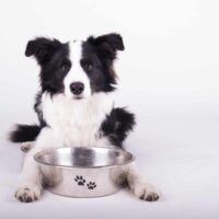 border collie ready to eat dog food