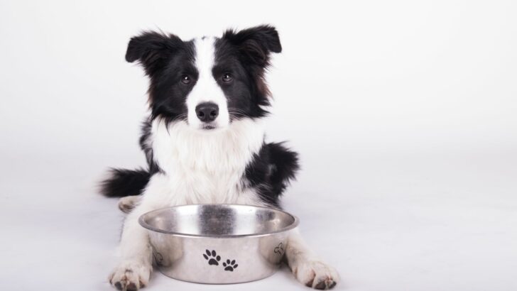 Border Collie Feeding Chart: A Healthy Feeding Habits Guide