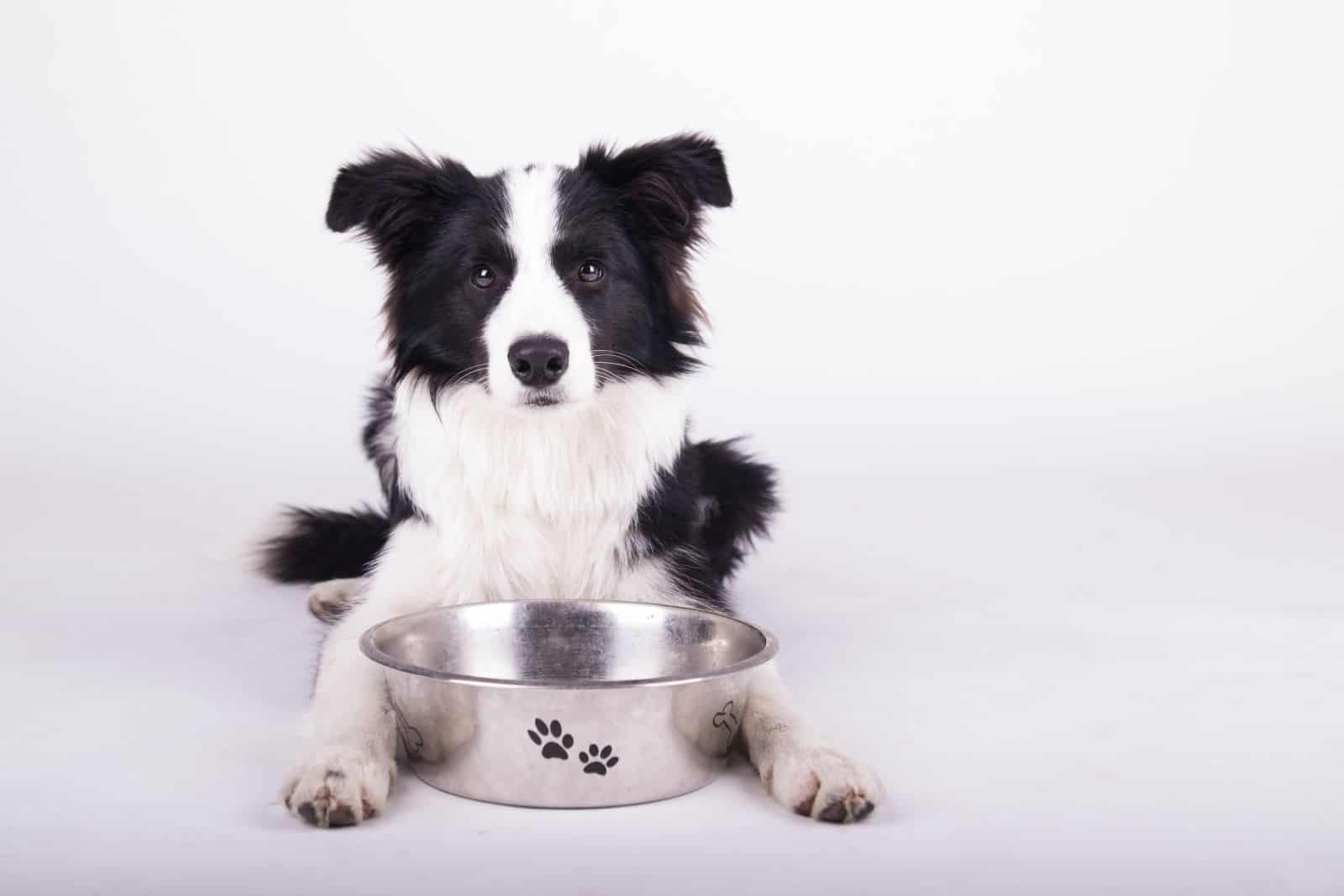 border collie ready to eat dog food